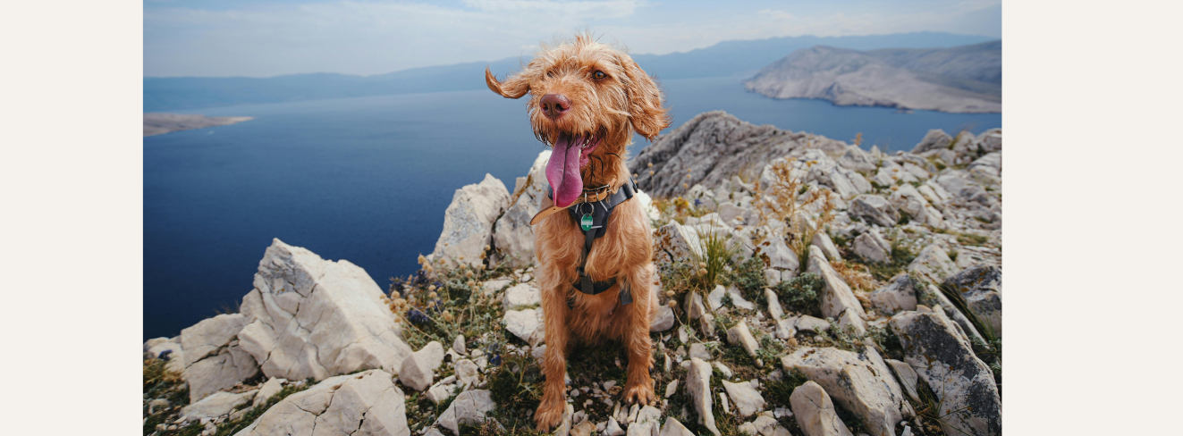 Dog friendly glamping
